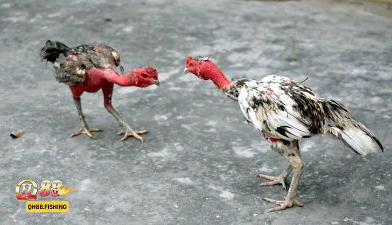Đá Gà Thomo - Luật chơi và các cửa cược cơ bản Đá Gà Thomo - Luật chơi và các cửa cược cơ bản