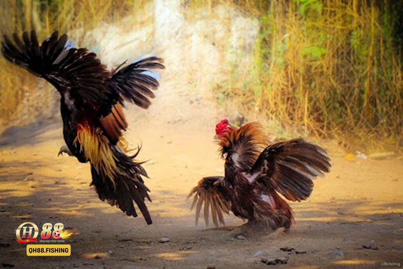 Đá Gà Thomo - Đá Gà Thomo QH88 là gì và có gì đáng chú ý? Đá Gà Thomo - Đá Gà Thomo QH88 là gì và có gì đáng chú ý?