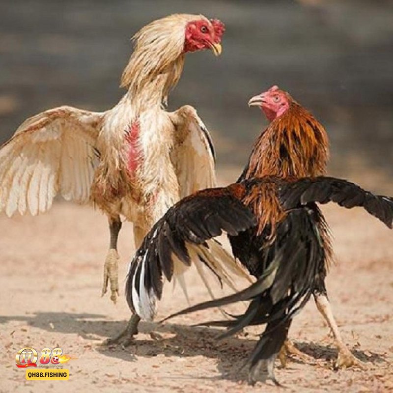 Đá Gà QH88 - Đá gà trực tiếp