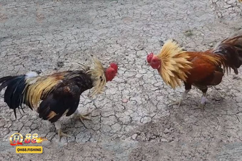 Đá gà tre - Cách tham gia cược Đá gà tre tại QH88 Đá gà tre - Cách tham gia cược Đá gà tre tại QH88